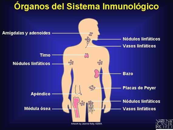 Sistema inmunológico