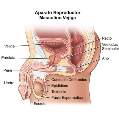 aparato reproductor masculino