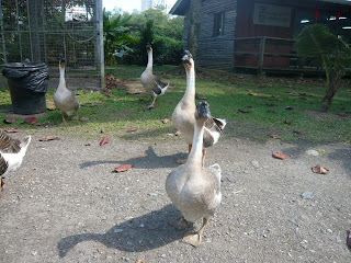 geese staring curiously at camera