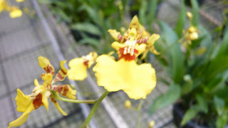 Picture of orchid name dancing lady