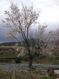 ALMENDRO DE LOS pERELLONES