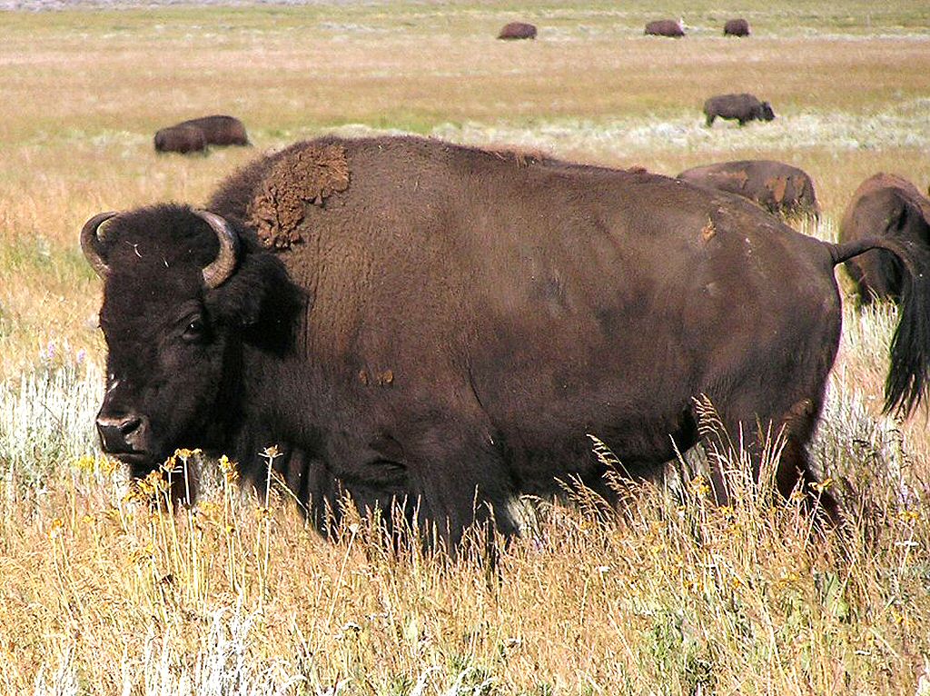 [Huge_Buffalo.jpg]