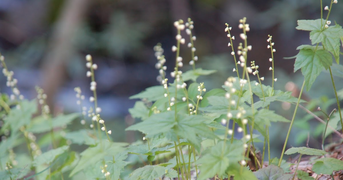 Cap tipping in spring, Cosby Bed and Breakfast close by Gatlinburg