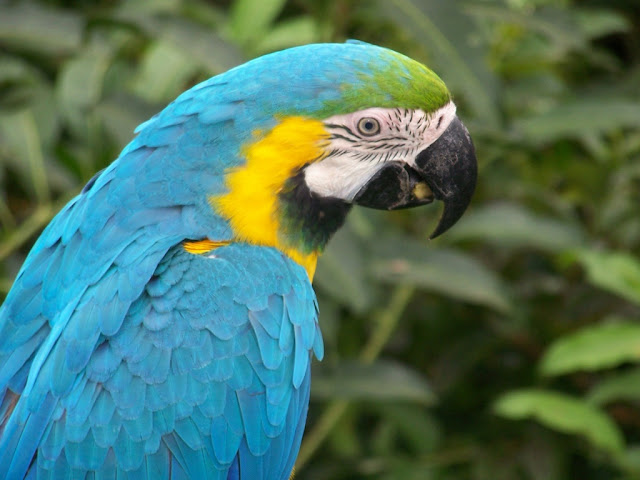 Parrot-Wallpapers-0106