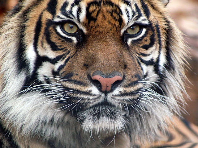 Tiger-Wallpapers-0109