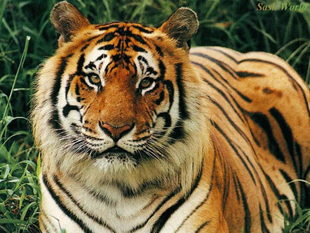 Tiger-Wallpapers-0102