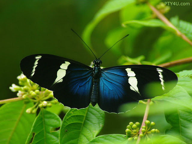 Butterfly Wallpapers 0104
