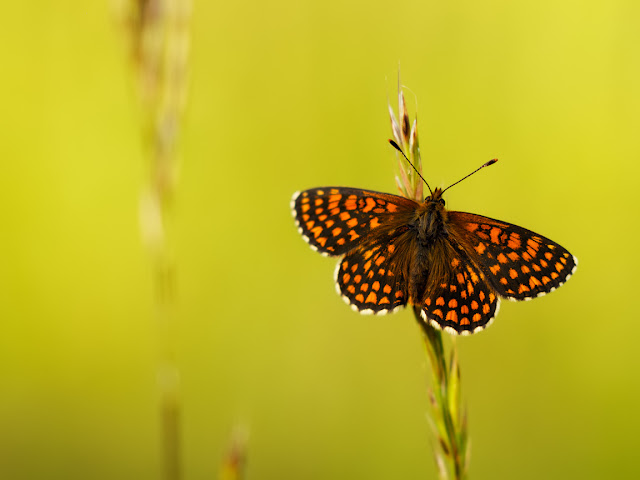 Butterfly Wallpapers 0102