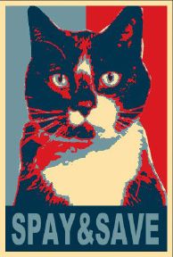 where to get spayed for free get your cat or kitten fixed for free college savings plans of bank savings where to get spayed for free get your cat or kitten fixed for free college savings plans of bank savings