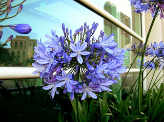 Agapanthus africanus