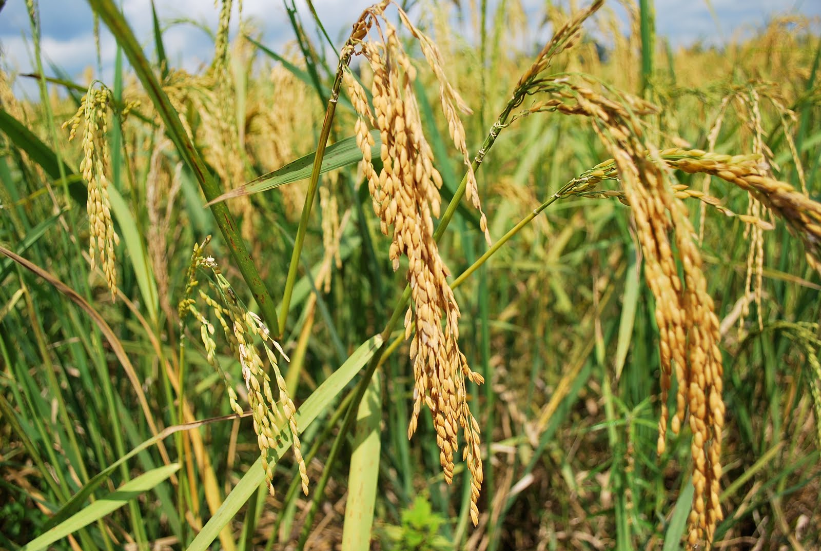IskandarWorld: Tragedi di sawah padi