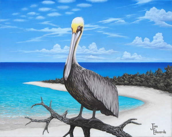 Pelican with mangroves 16 x 20