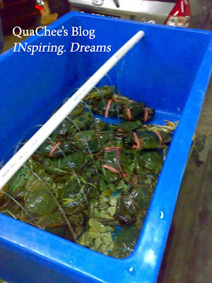 kepiting asap, live crab