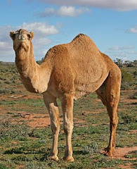 Our first camel