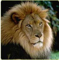 Ethiopian lion with black manes and hair on the tummy