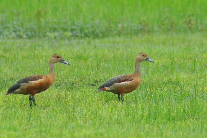 Lesser Whistling- Duck