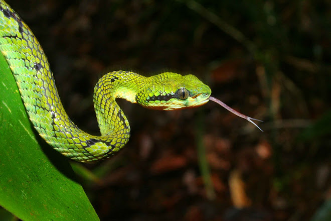 Green pit viper