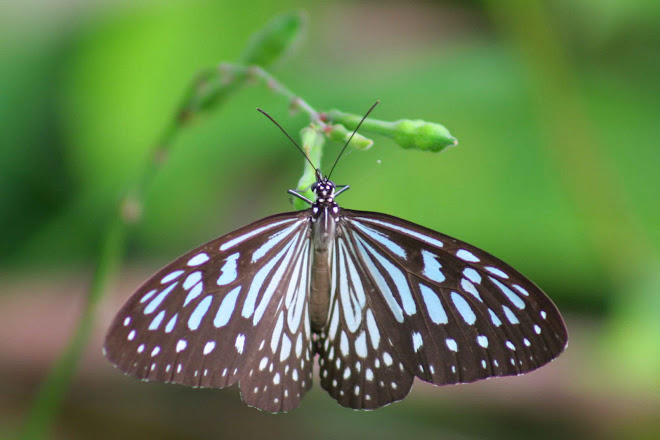 Butterflies of Sri lanka