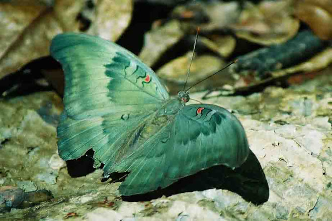 Butterflies of Sri lanka