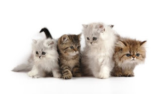 kittens picture
