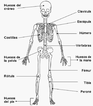 Esqueleto Del Cuerpo Humano Y Sus Nombres