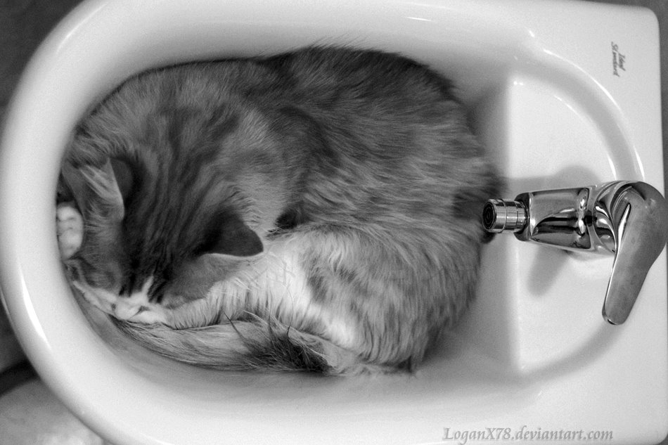 [Sleeping_in_the_sink_by_LoganX78.jpg]
