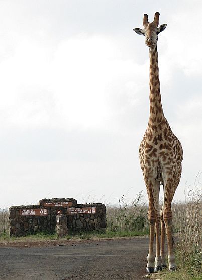 [Masai+Giraffe+Park+r-763540.jpg]