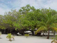 Maroshi Bodu Kaani gas