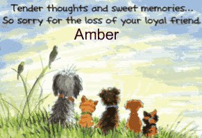 From Amber to you