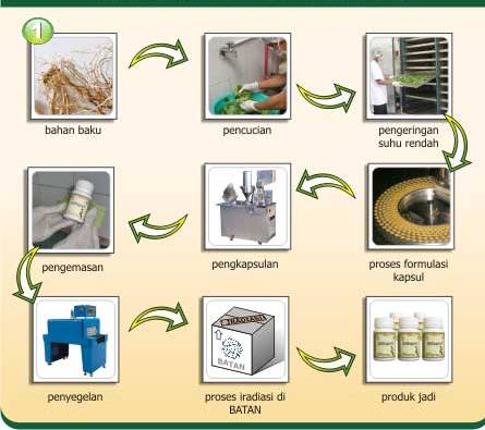 Process Production Herba