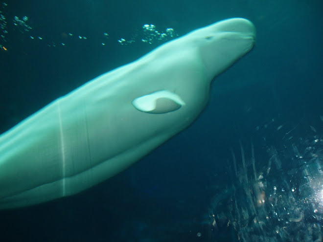 Beluga Whale Atlanta Aquarium