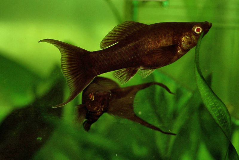 Common Aquarium Fishes
