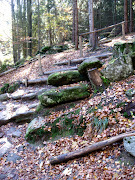 Las i jego przyjaciele