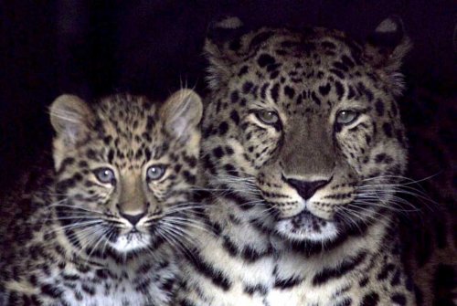 [Rare+female+Amur+leopard+cub+&+mama+at+Marwell+Zoological+park+UK++2-28-09+.jpg]