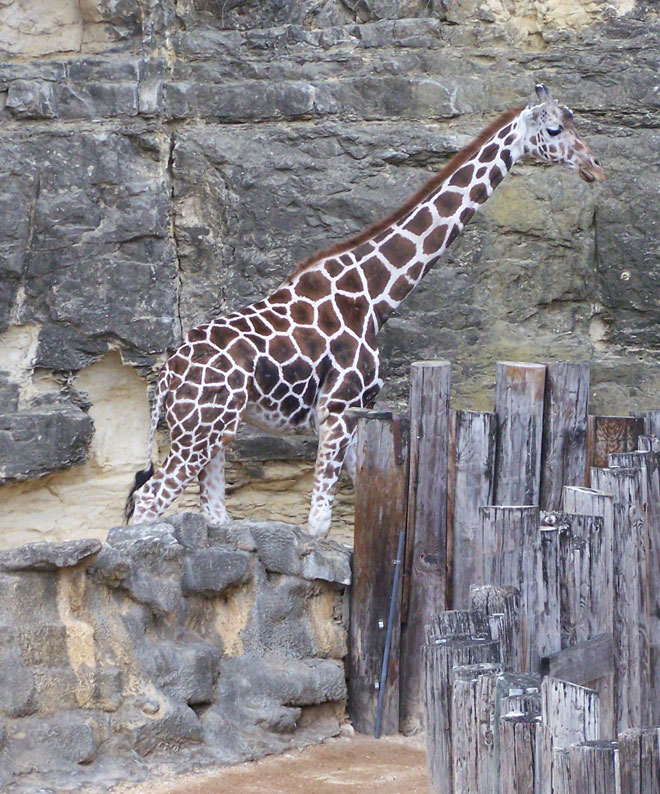 [100_7499-Giraffe-11-2008-SA.jpg]