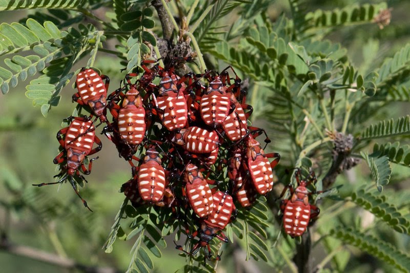 Arizona Beetles, Bugs, Birds and more Life cycle of the Giant