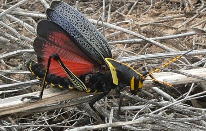 Largest Grasshopper
