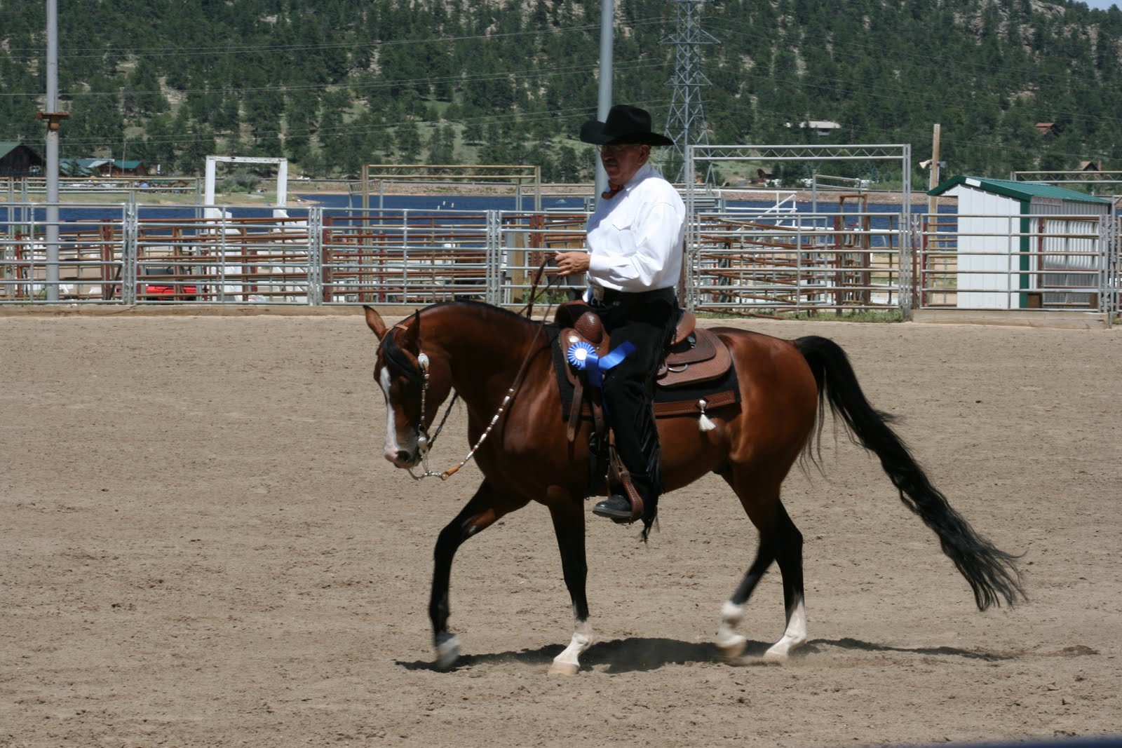 arabian horse western