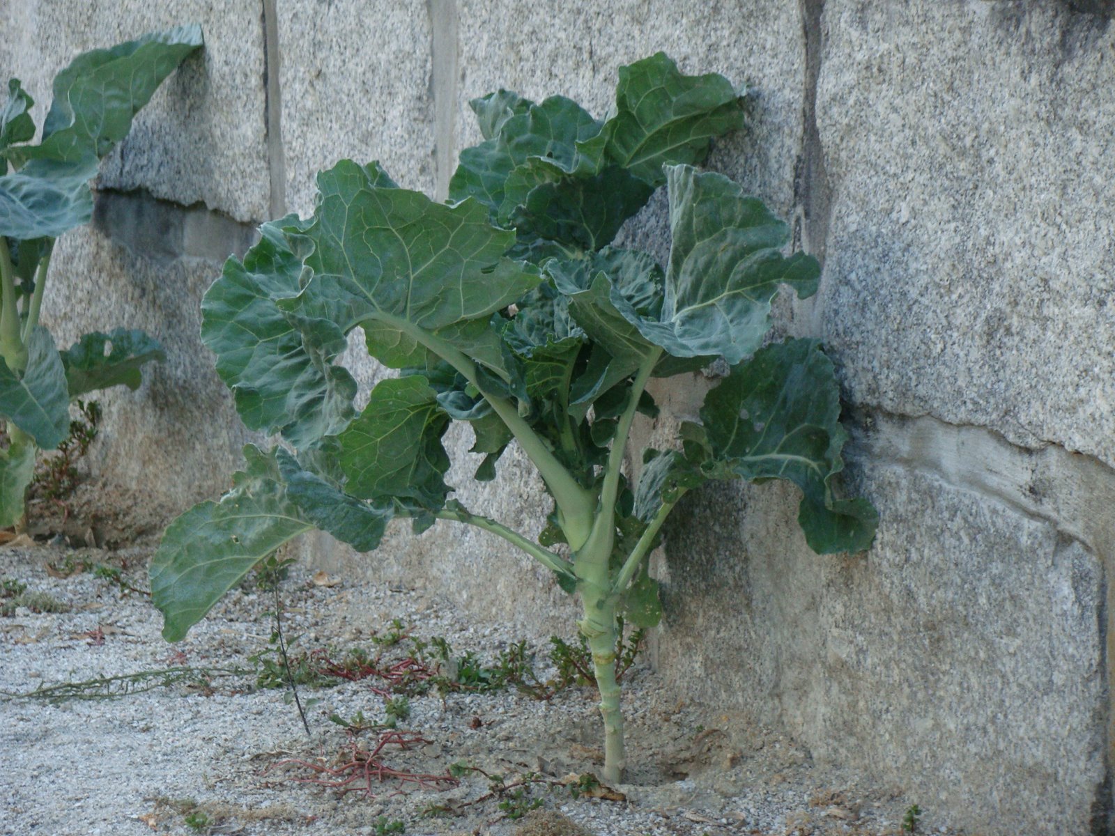 [DSC03161.JPG]
