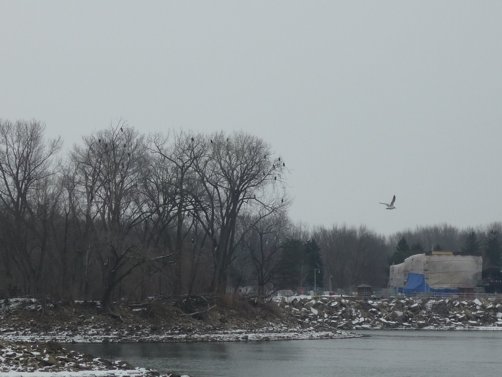 At Home in English Valley Eagle Watching at Starved Rock