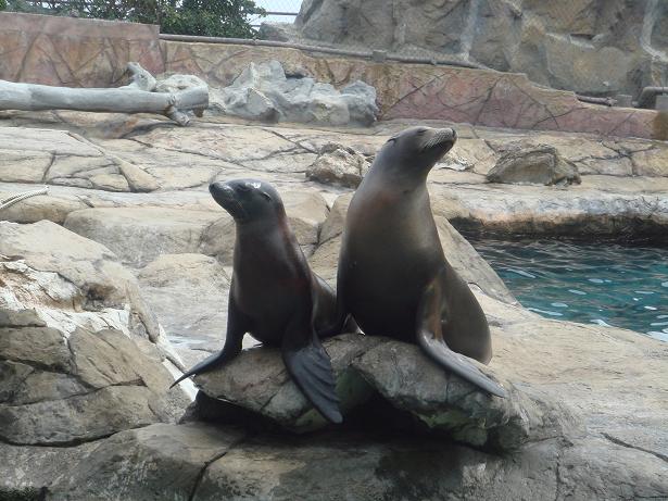 [sealions.JPG]