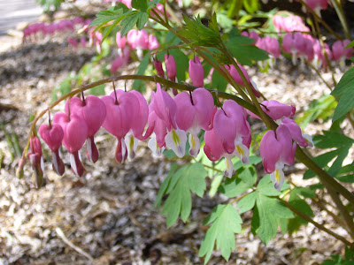 Bleeding Heart at 2 Green Acres