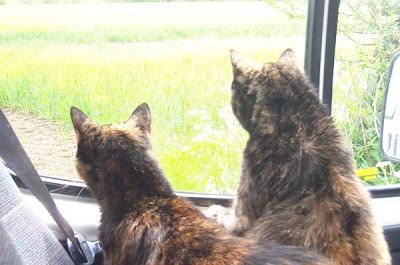 cats in a camper van
