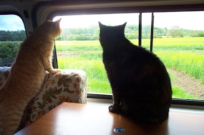 Travelling Cats enjoying the view