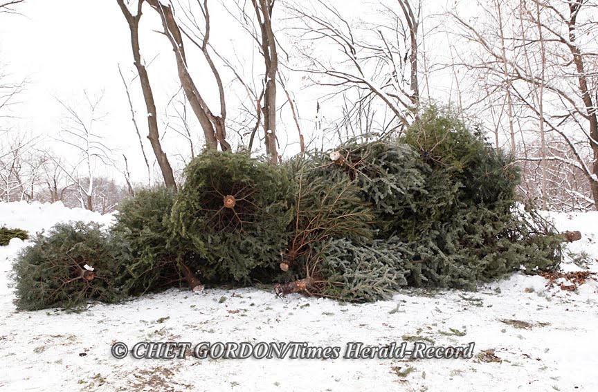 "Where Christmas trees go to die…" Newburgh, NY 8•Jan.•11 Chet Gordon
