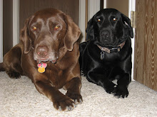 our furry kids; Roxy and Tater