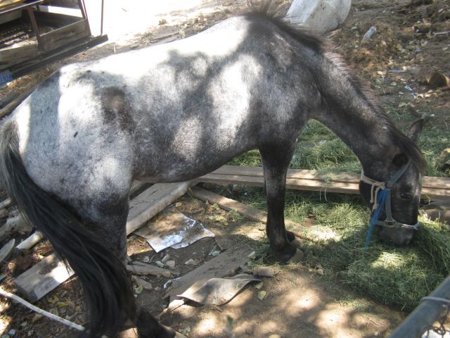 Condition of Horses prior to rescue