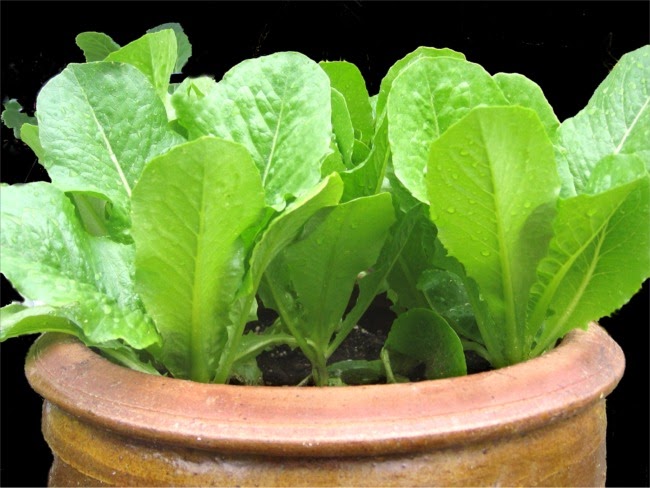 Container Gardening: Growing Lettuce in Pots
