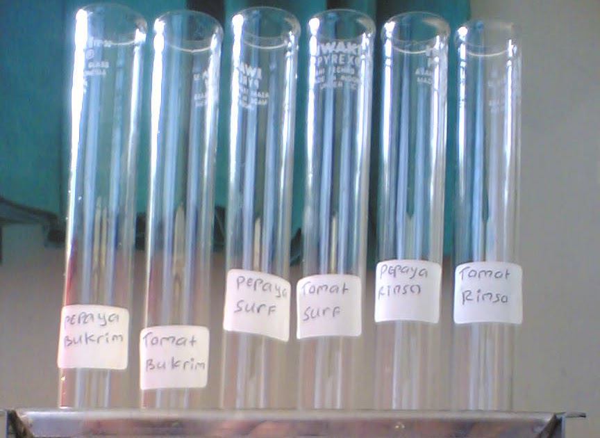 Endikdeni Biotransmitther Praktikum Isolasi Dna Buah Tomat Dan Pepaya