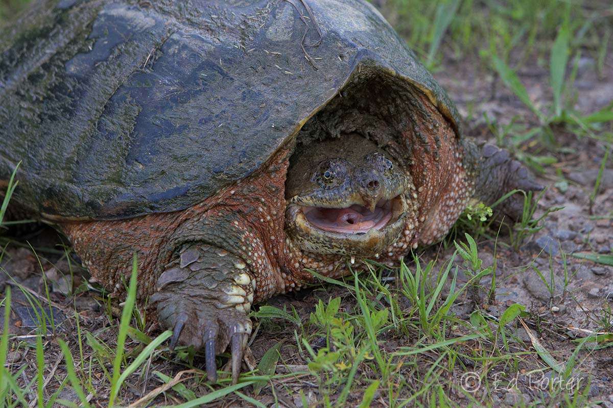 Ed's Blog Chelydra Serpentina